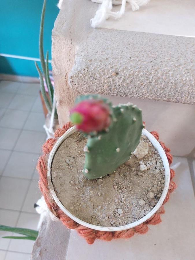 Cho Ku Rei Hostal San Jose del Cabo Bagian luar foto