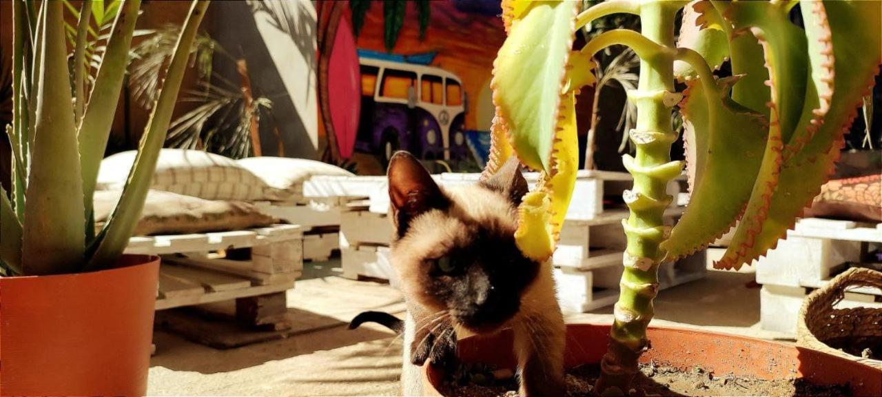 Cho Ku Rei Hostal San Jose del Cabo Bagian luar foto